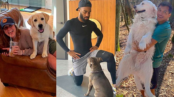 What sport stars' pets are up to during lockdown