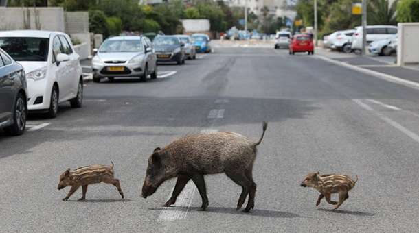 Wild animals enjoy the freedom of a quieter world