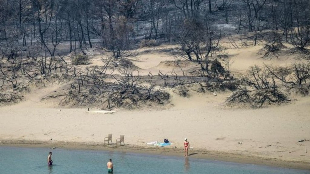 A woman enters the sea from a beach where wildfires destroyed the woods, at Glystra, Greece. Two other people are already in the sea and the trees bordering the beach are blackened and burned