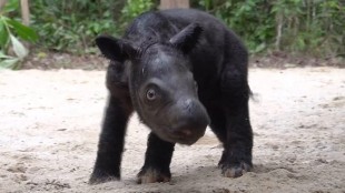 The Sumatran rhino calf