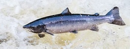 leaping_salmon