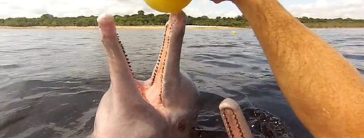 pink_dolphin