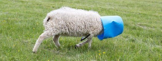 Sheep