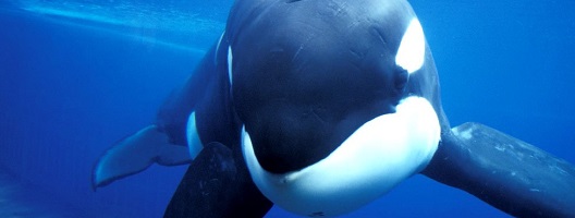 An orca