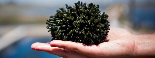Generic image of seaweed in someone's hand