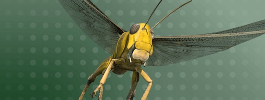 3D image of a locust