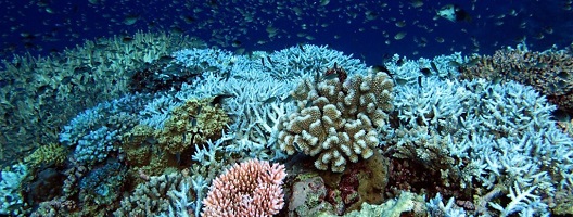 Coral reef with some bleaching