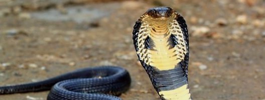 Cobra