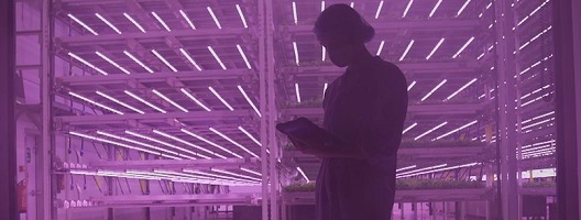 Beth Campbell looks at a tablet computer at a vertical farm