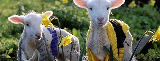 Two lambs in jumpers [Image: Tracey Kruger]