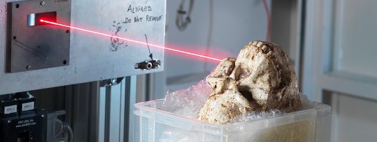 The skull of Little Foot being scanned [Image: Diamond Light Source Ltd]