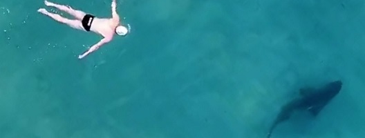 A man swiming close to a shark, as filmed from above