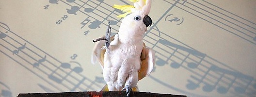 A parrot on a backdrop of a music score