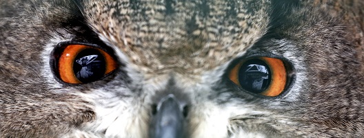 The eyes of a European Eagle Owl, pictured at the Riga National Zoological Garden, Latvia