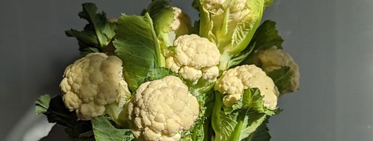 Caulishoots