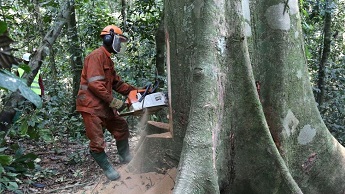 A worker legally cuts a tree by an industrial company near Kisangani in the north-east of the Democratic Republic of Congo 