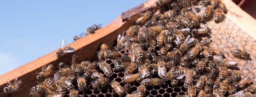 Bees making honey