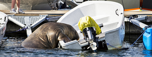 A walrus clambers aboard a boat in Oslo