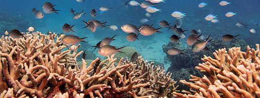 A school of fish swim above a finger coral colony as it grows on the Great Barrier Reef off the coast of Cairns, Australia, in 2019