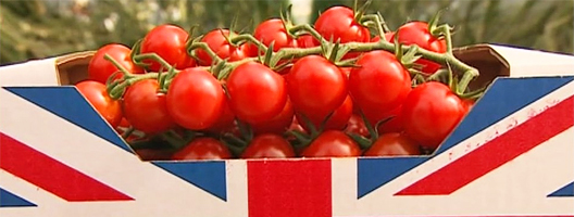 Stock image of tomatoes in a Union Jack box