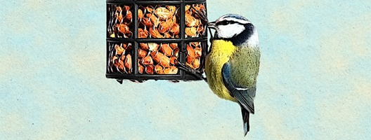 A blue tit on a peanut feeder
