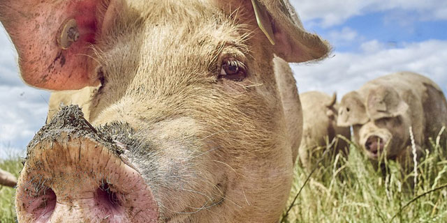 Pig looking into camera