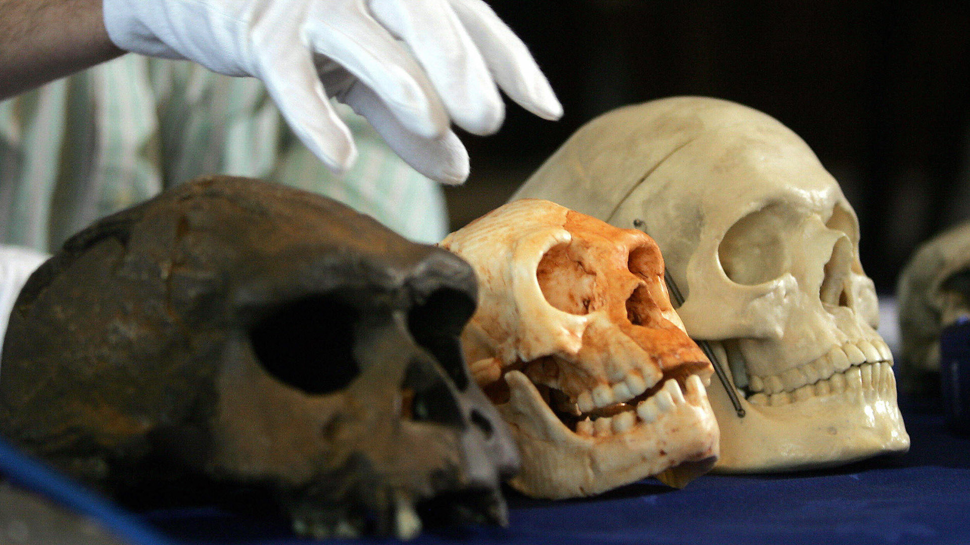 The skull of Homo floresiensis (centre) (Credit: Jim Watson / AFP via Getty Images)