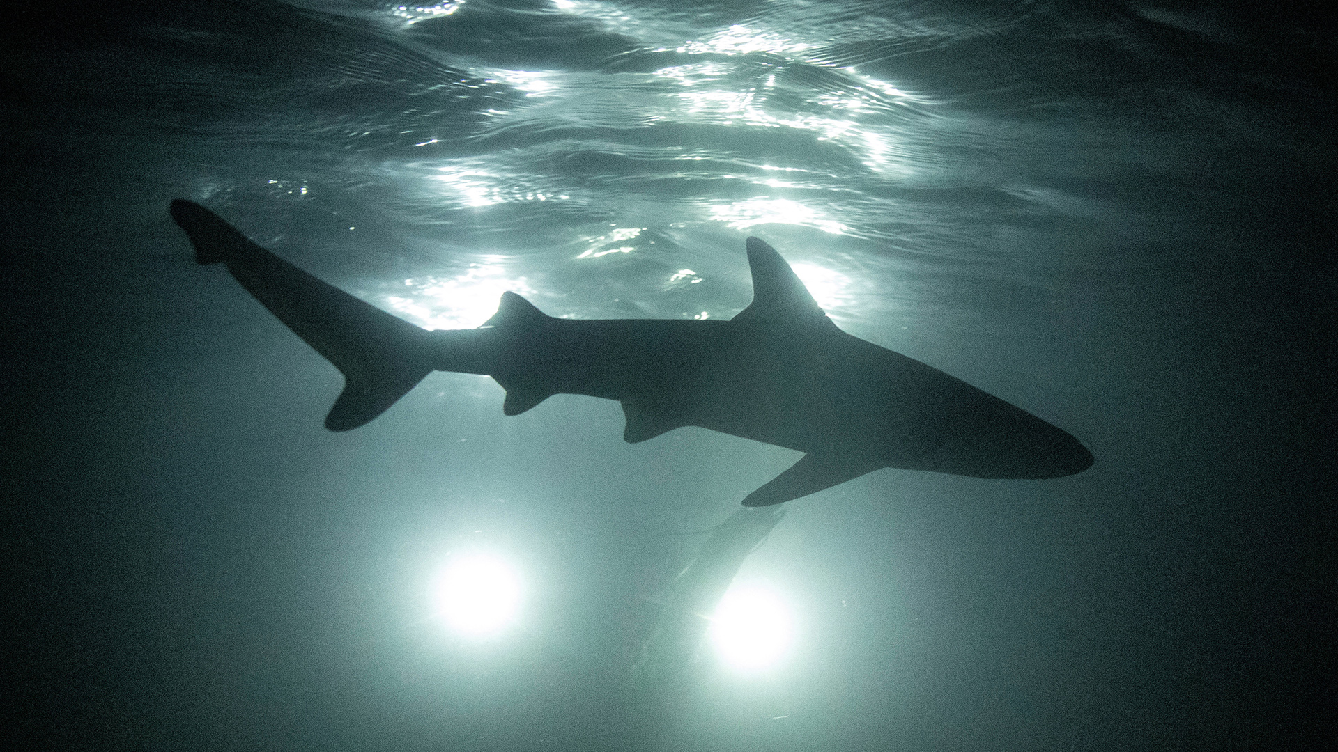 A newborn blacktip reef shark is silhouetted as it swims at night (Credit: Jorge Silva/Reuters)
