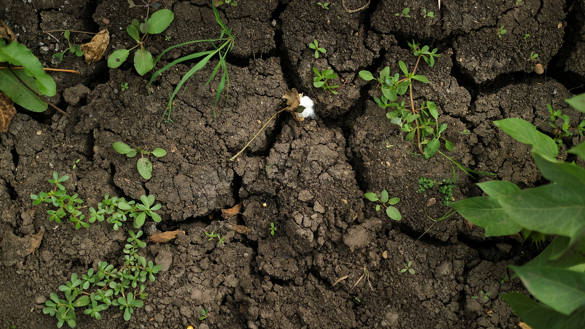 Soil at a cotton plantation in Egypt (Credit: Fatma Fahmy/Reuters)