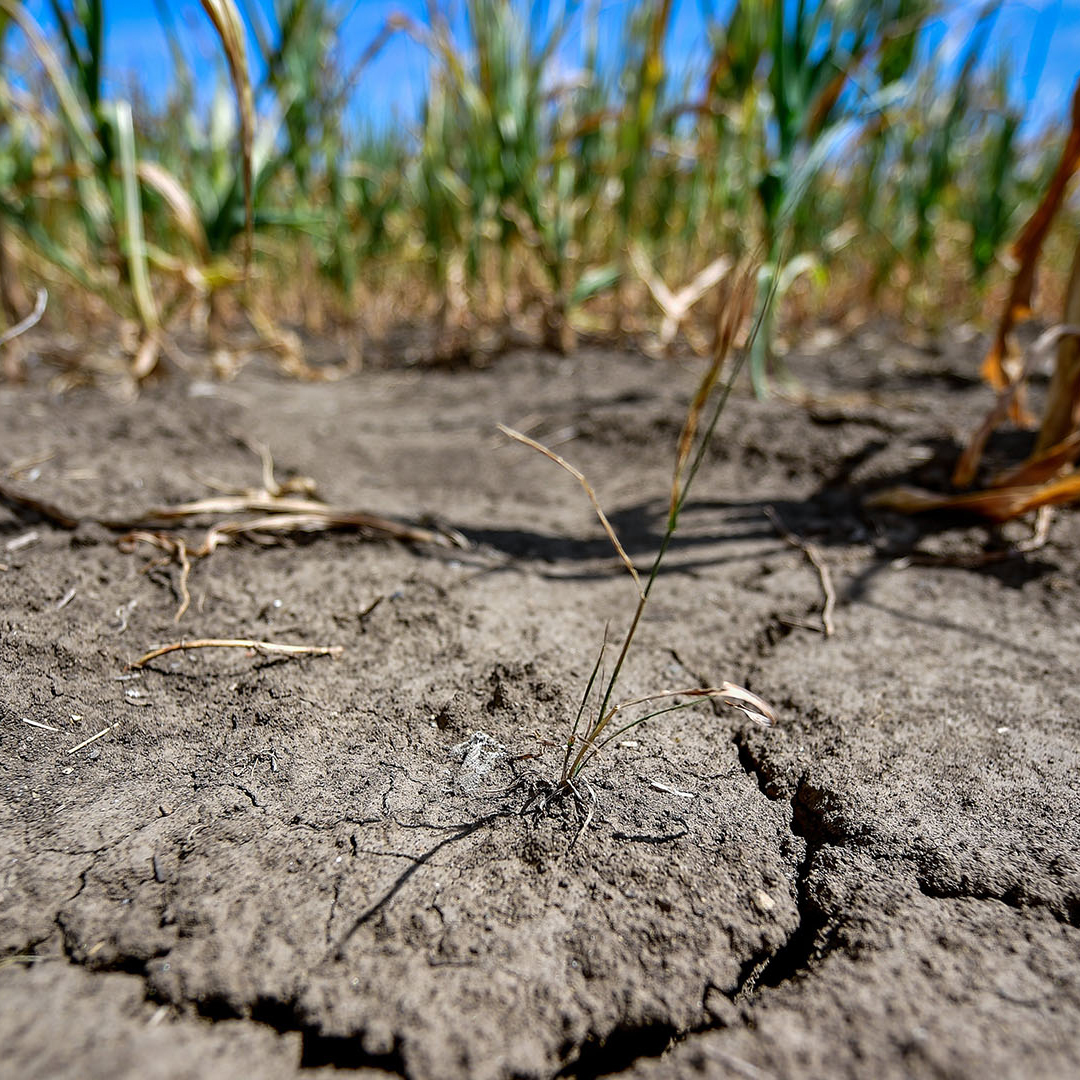 Dried, cracked soil in a maize field near Hajduszovat, Hungary (Credit: Zsolt Czegledi/EPA)